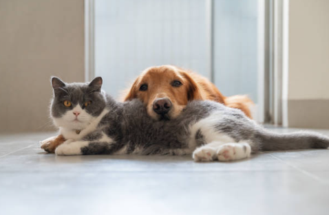 10 Idées Reçues sur les Chats : 10 Mythes Félins à Oublier
