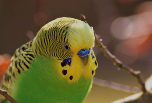 Gale des perruches (acariose) : symptômes et prévention🐦