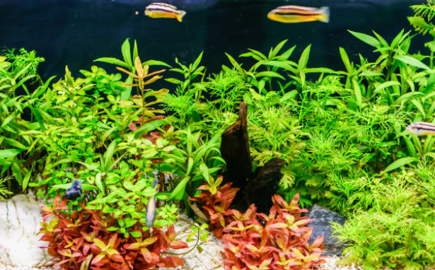 Améliorer la qualité de l’eau en aquarium grâce aux plantes