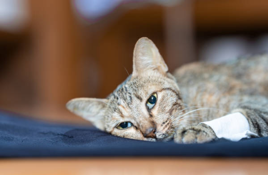 Maladies fréquentes chez le chat  âgé : symptômes et prévention