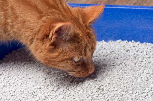 Bien choisir la litière de son chat confortable et hygiénique 🐾