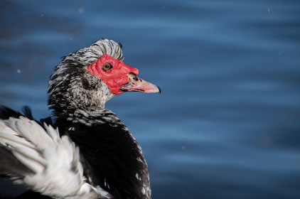 Canard de Barbarie : Origine, Comportement et Alimentation 🦆