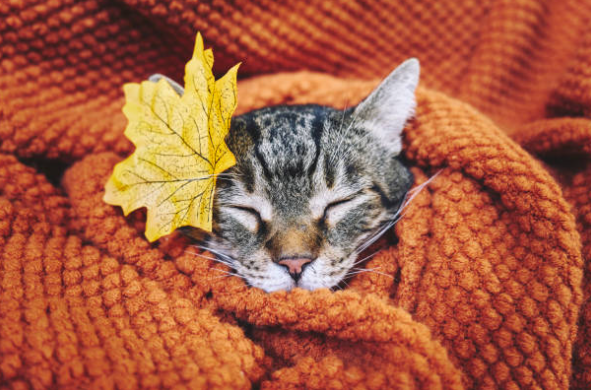 Chat en automne: dangers, maladies et conseils 🍁