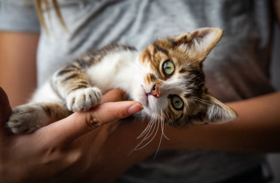 Chat ou chaton : lequel adopter selon votre mode de vie ? 🐱