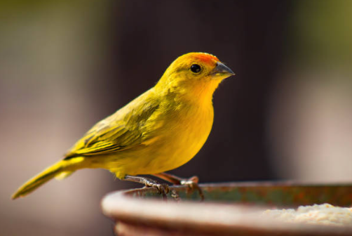 Coccidiose et diarrhée chez le canari : traitements et prévention 🐤