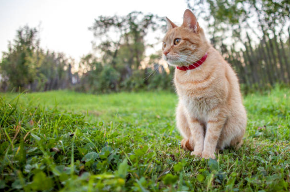 Collier anti-puce pour chat : conseils pour bien protéger son chat