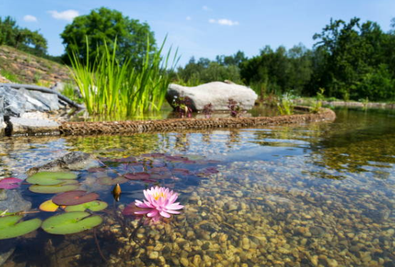 Bassin de jardin : Créer un écosystème équilibré et autonome