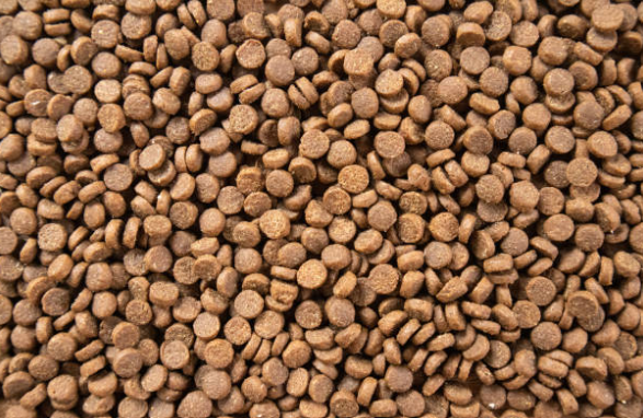 Comment choisir les meilleures croquettes pour chat ?🐱