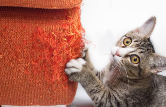 Empêcher son chat de faire ses griffes sur les meubles 🐾