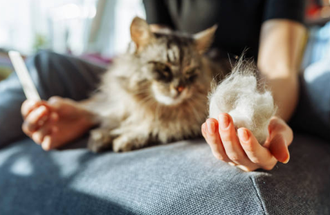 Boules de poils chez le chat : Prévenir et protéger sa santé 🐱