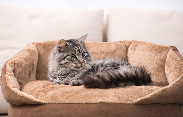 Couchage pour chat :comment choisir le meilleur panier 🛏️