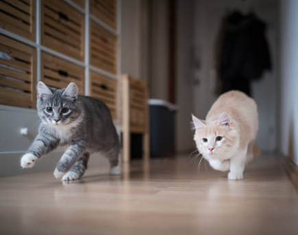 Développement du chaton : Croissance et socialisation 🐱