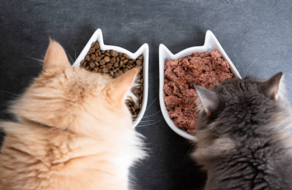Croquettes ou pâtée pour chat : Le meilleur pour votre chat ?🐱