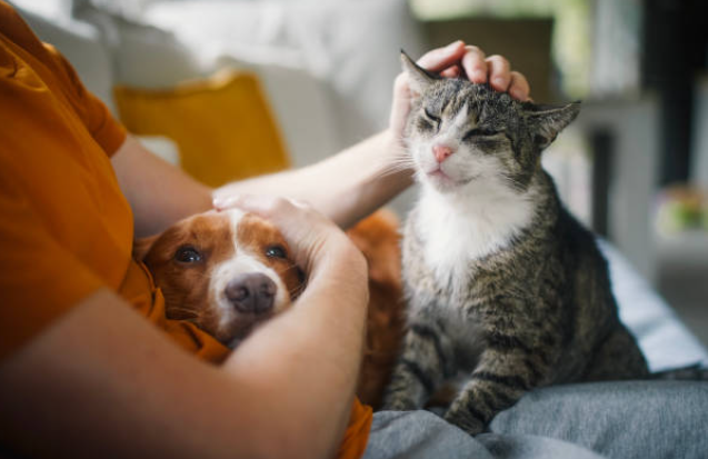 Pension pour chat : avantages, inconvénients et conseils 🏨