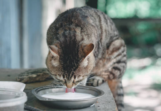 Peut-on donner du lait à un chat ? Risques et alternatives 🥛