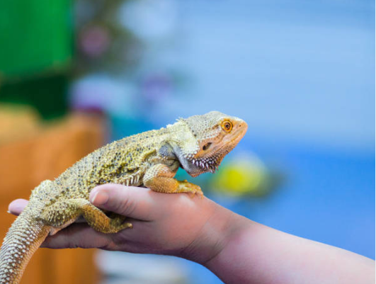 Comment choisir son reptile de compagnie : guide complet 🦎