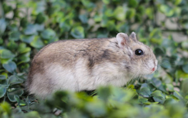 Hamster russe : guide complet pour assurer son bien-être 🐹