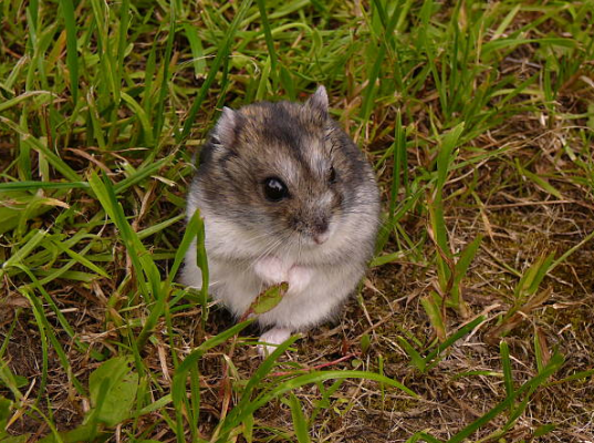 Hamster de Campbell : le guide complet pour en prendre soin 🐹
