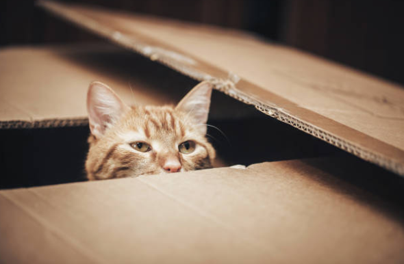 Jeux pour chat : les meilleurs jouets et activités pour chat 🧶