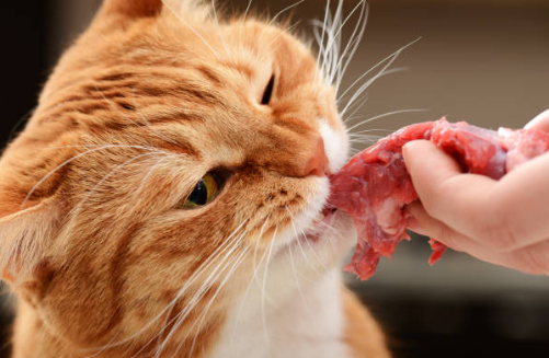 Alimentation BARF pour chat : avantages, risques et conseils 🐾