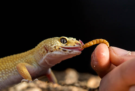 L’alimentation des reptiles de compagnie : Que lui donner ? 🦎