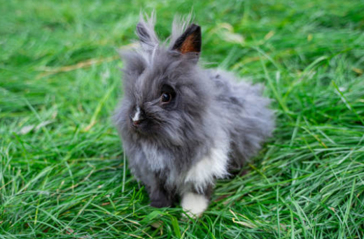 Lapin nain angora : guide complet pour bien le connaître🐰