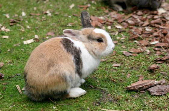 Lapin qui tape du pied : pourquoi mon lapin claque ses pattes au sol ? 🐰