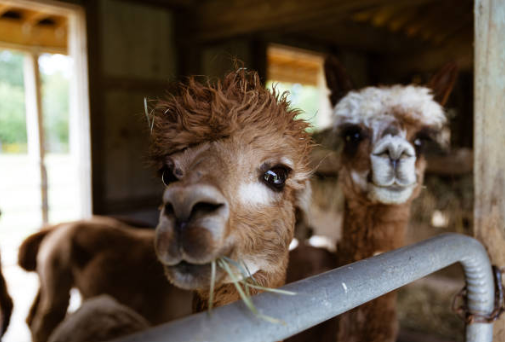 Lama : tout savoir sur cet animal des Andes (origine et caractère )
