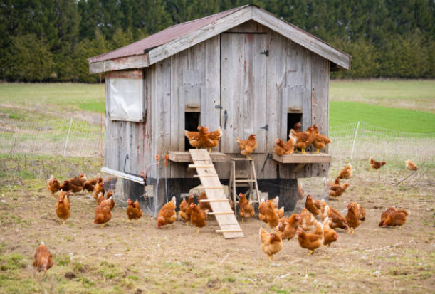 Meilleur poulailler : Choisir un modèle adapté à vos poules ?