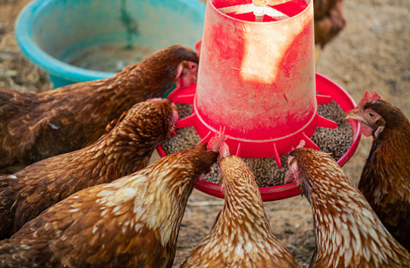 Meilleure mangeoire pour poules : Choisir le modèle idéal 🐥