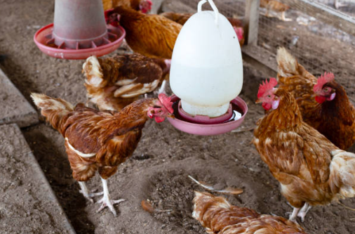 Meilleurs abreuvoirs pour poules : guide complet et comparatif