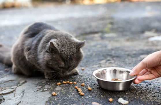 Gamelle d’extérieur pour chat : indispensable dans le jardin🐱