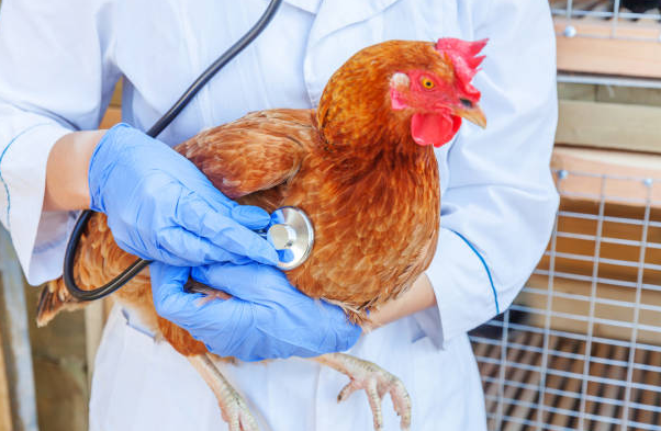 Maladie des Poules : Causes, Symptômes et Traitement 🐔