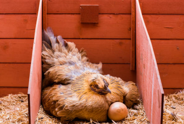 Meilleur pondoir pour poules pondeuses : Conseils pratiques 🥚