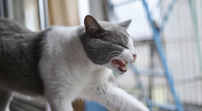 Chat agressif : comprendre son chat 🐱