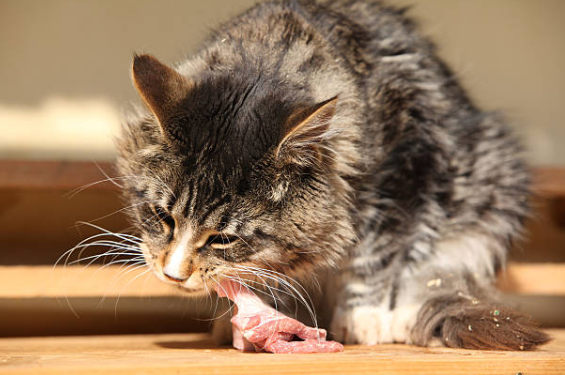 Mon chat mange trop vite et vomit : causes, risques et solutions 🐱