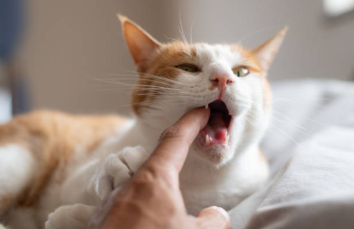 Pourquoi mon chat me lèche puis me mord ? Comportement félin🐾