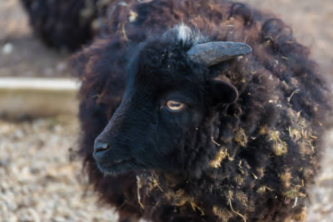 Mouton nain : guide complet pour tout savoir sur ce petit mouton 🐑