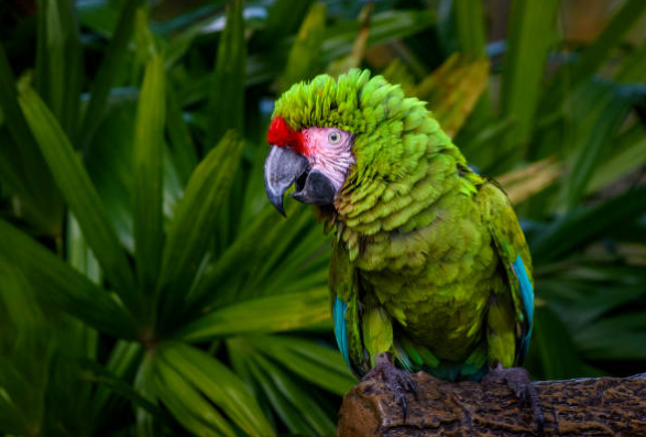 Perroquet Amazone : Caractère, Alimentation, Santé et Conseils🦜