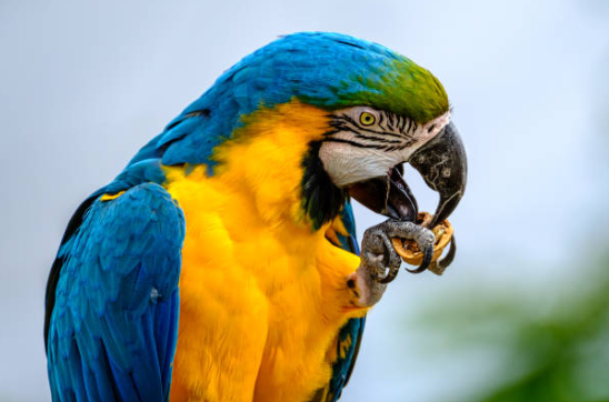 Perroquet Ara : Caractéristiques, Alimentation et Comportement🦜