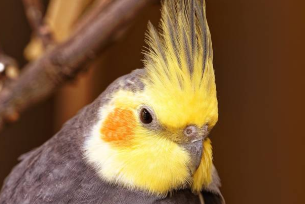 Calopsitte (perruche élégante) : guide pour en prendre soin 🐦
