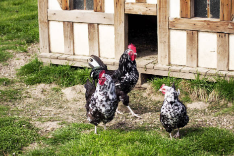 Poule de Gournay : caractéristiques et guide 🐔