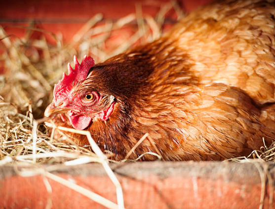Poule qui couve : comment arrêter la couvaison facilement 🐔  