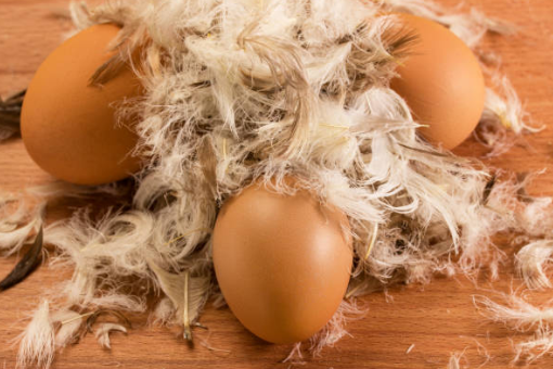 Œufs à coquille molle chez la poule : Causes et Solutions 🥚