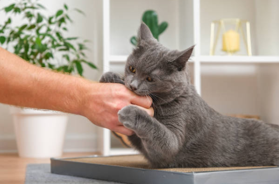 Pourquoi mon chat me mord ? Causes et solutions🐱