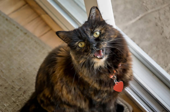 Chat miaule la nuit : causes et solutions pour des nuits calmes