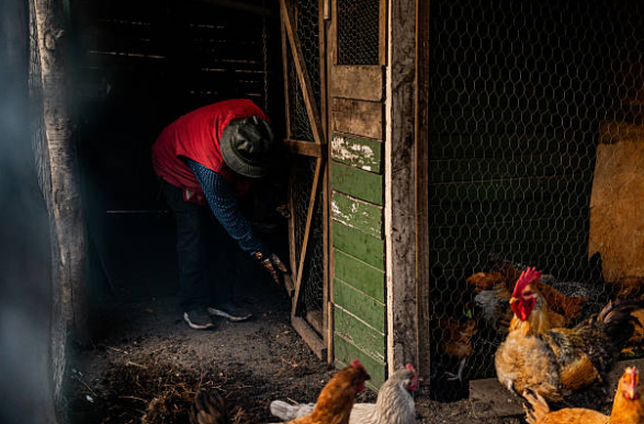 Comment construire un poulailler :  Poules dans le Jardin 🏠