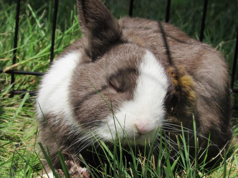 Comment éliminer les puces du lapin naturellement ?🐰