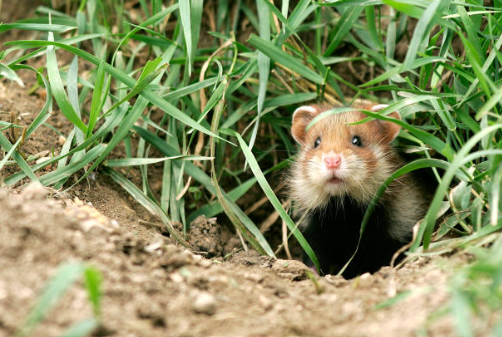 Peut-on faire cohabiter plusieurs hamsters ? 🐹