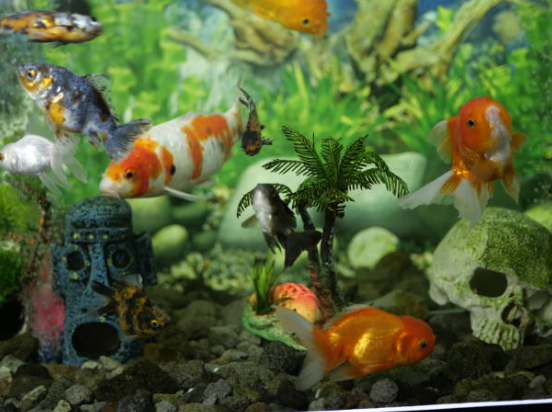 Cohabitation des poissons dans un aquarium : Guide complet 🐠
